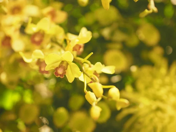 Gula Orkidéer Dendrobium Lindley Orchidaceae Dendrobium Phalaenopsis Vacker Bukett Suddig — Stockfoto