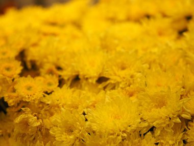 Sarı Gerbera, çalılık arka planda Barberton papatya çiçeği