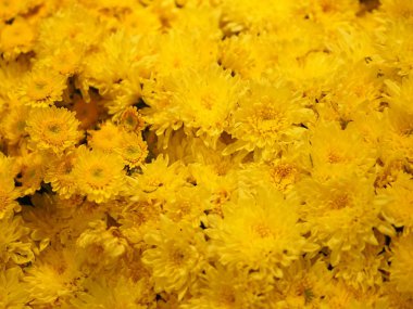 Sarı Gerbera, çalılık arka planda Barberton papatya çiçeği