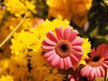 pembe ve sarı Gerbera, çalılıklarda Barberton papatya çiçeği