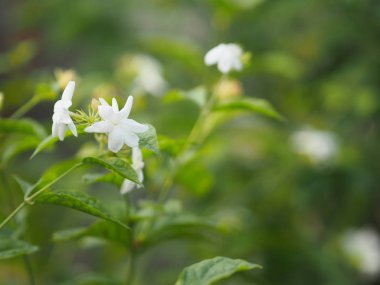 Bahçede yasemin beyaz çiçek, arka planda bulanık kokulu çiçekler.