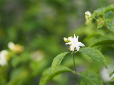 Bahçede yasemin beyaz çiçek, arka planda bulanık kokulu çiçekler.