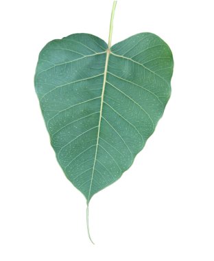 Beyaz arka planda izole edilmiş kutsal incir yaprağı, Ficus religiosa