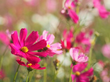 Pembe Sülfür Kozmosu, Meksika Aster çiçekleri bahçede güzel çiçek açıyor.