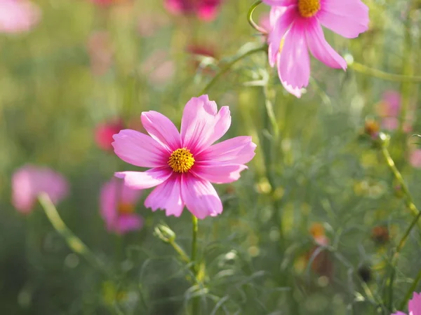 Cosmos Azufre Rosa Flores Aster Mexicano Están Floreciendo Maravillosamente Jardín — Foto de Stock