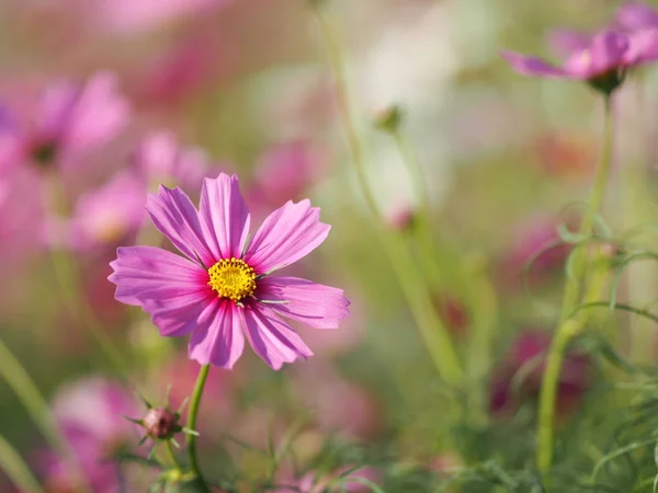 Rosa Zolfo Cosmos Messicano Aster Fiori Stanno Fiorendo Splendidamente Giardino — Foto Stock