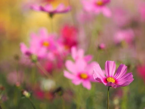 Cosmos Azufre Rosa Flores Aster Mexicano Están Floreciendo Maravillosamente Jardín — Foto de Stock