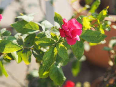 Kırmızı gül aranjmanı. Doğanın bulanık arkaplanındaki güzel buket. Sevgililer Günü aşkının sembolü. 