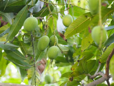 Yeşil meyve ekşi Bilimsel adı Mangifera indica L. Var. Bahçedeki ağaçta açık mango. Arka planda bulanık.