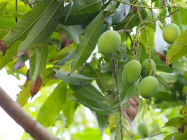 Yeşil meyve ekşi Bilimsel adı Mangifera indica L. Var. Bahçedeki ağaçta açık mango. Arka planda bulanık.