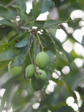 Yeşil meyve ekşi Bilimsel adı Mangifera indica L. Var. Bahçedeki ağaçta açık mango. Arka planda bulanık.