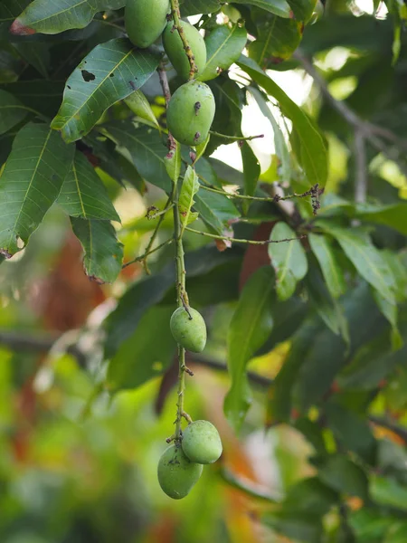 Fruto Verde Agrio Nombre Científico Mangifera Indica Var Mango Ligero —  Fotos de Stock