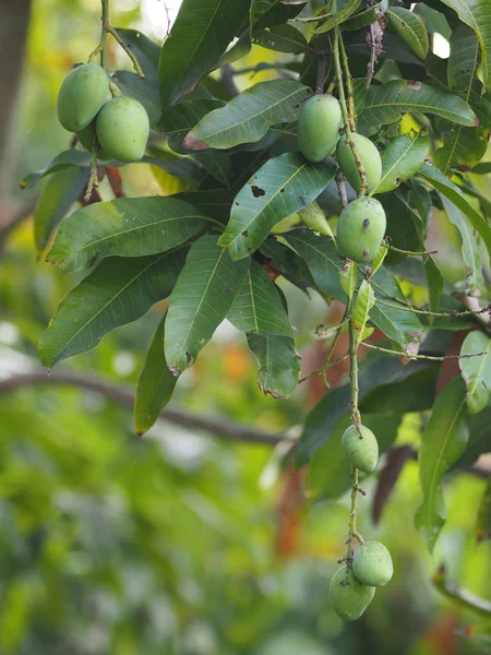 Grüne Früchte Sind Sauer Wissenschaftlicher Name Mangifera Indica Var Leichte — Stockfoto