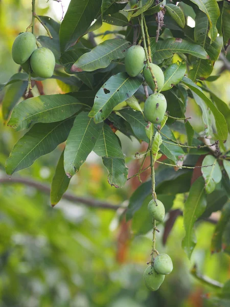 Grüne Früchte Sind Sauer Wissenschaftlicher Name Mangifera Indica Var Leichte — Stockfoto