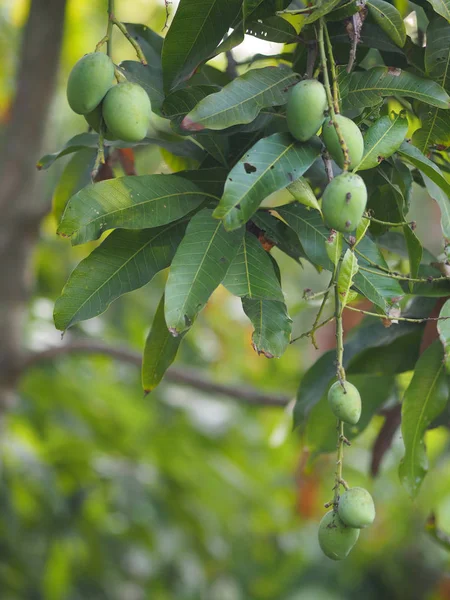 Grüne Früchte Sind Sauer Wissenschaftlicher Name Mangifera Indica Var Leichte — Stockfoto