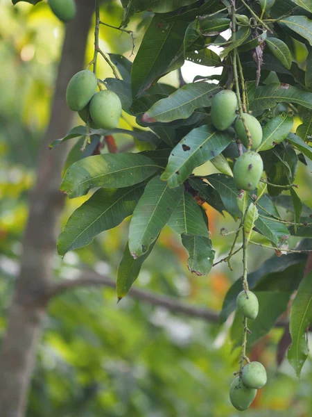 Grüne Früchte Sind Sauer Wissenschaftlicher Name Mangifera Indica Var Leichte — Stockfoto