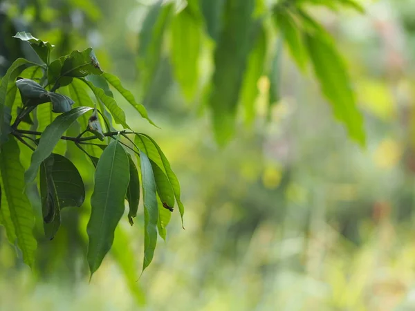 Vordergrund Grün Blätter Textur Hintergrund Der Hintergrundbeleuchtung Sonnenschein Frisch Mango — Stockfoto