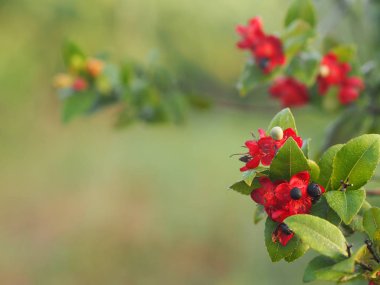 Micky Fare Sarı Çiçek, Bilimsel adı Ochna Kirkii Oliv. Bulanık doğa arkaplanı üzerine