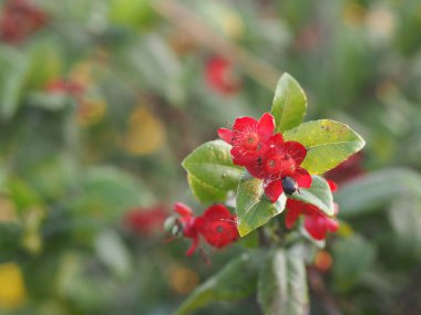 Micky Fare Sarı Çiçek, Bilimsel adı Ochna Kirkii Oliv. Bulanık doğa arkaplanı üzerine