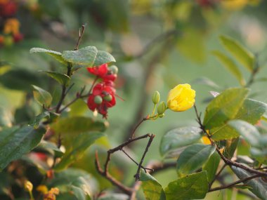 Micky Fare Sarı Çiçek, Bilimsel adı Ochna Kirkii Oliv. Bulanık doğa arkaplanı üzerine
