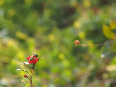 Micky Fare Sarı Çiçek, Bilimsel adı Ochna Kirkii Oliv. Bulanık doğa arkaplanı üzerine