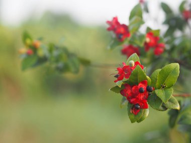 Micky Fare Sarı Çiçek, Bilimsel adı Ochna Kirkii Oliv. Bulanık doğa arkaplanı üzerine