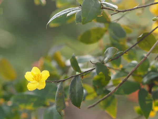 Micky Mouse Yeloow Fiore Nome Scientifico Ochna Kirkii Oliv Sfondo — Foto Stock