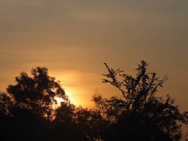 木のシルエット自然背景空雲の日の出日黄金の光の美しい一日輝いている — ストック写真