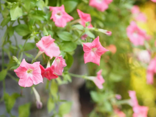 波紫色Petunia Hybrida ソラナ科 名花花束美しい自然の背景のぼやけて花は円錐形 長い首の花 花弁と二次花弁です 花は5輪あります — ストック写真