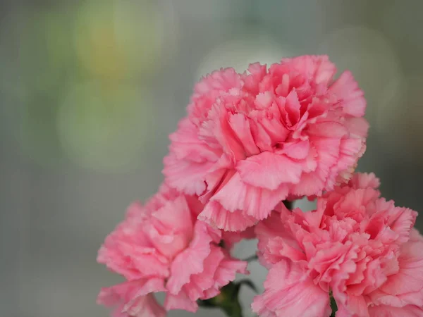 Розовый Цветок Гвоздики Стакане Воды Столе — стоковое фото
