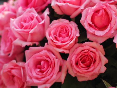 Pink rose flower arrangement Beautiful bouquet on blurred of background symbol love Valentine Day 