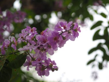 Pembe Trompet Çalı Ağacı, Pembe Tecoma adı çiçek buketi Doğada bulanık
