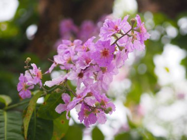 Pembe Trompet Çalı Ağacı, Pembe Tecoma adı çiçek buketi Doğada bulanık