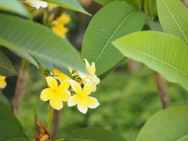 Frangipani Plumeria Świątynia Cmentarz Drzewo Żółty Kwiat Rozmytym Tle Natury — Zdjęcie stockowe