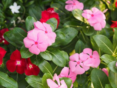 Common name West Indian, Madagascar, Bringht eye, Indian, Cape, Pinkle-pinkle, Vinca, Cayenne jasmine, Rose periwinkle, Old maid Scientific name Catharanthus roseus flower have pink and red color
