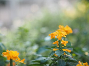 Havai fişek, Crossandra infundibuliforis, bahçede açan turuncu renkli çiçekler...