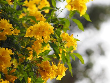 Yellow elder, Trumpetbush, Trumpetflower, trumpet flower name Scientific name Tecoma stans blooming in garden on blurred of nature background