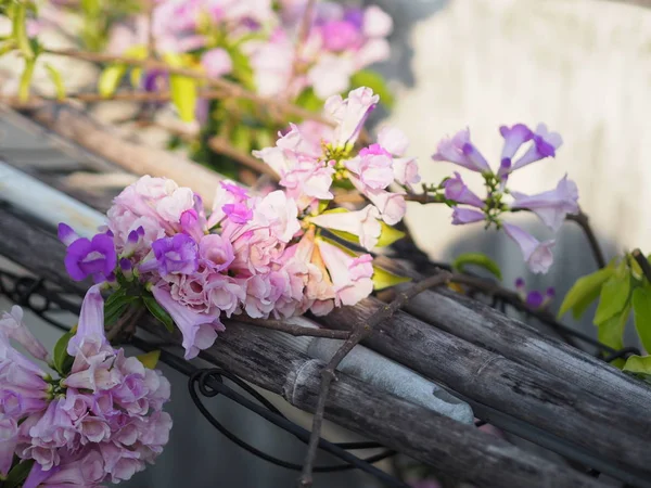 Garlic Vine Plants growing woody climbing vine with beautiful flowers, violet color nature background