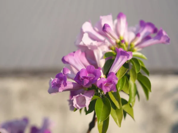 Garlic Vine Plants growing woody climbing vine with beautiful flowers, violet color nature background