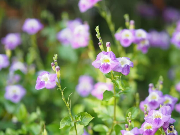 Guanto Volpe Strisciante Acanthaceae Strisciante Nome Guanto Volpe Viola Fiore — Foto Stock