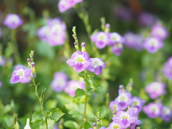 Ползучие Перчатки Acanthaceae Ползучие Имя Лисьей Перчатки Фиолетовый Цветок Распространяется — стоковое фото