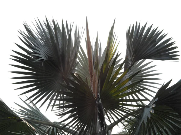 Beyaz Arkaplanda Izole Edilmiş Yeşil Palmiye Yaprağını Kes — Stok fotoğraf