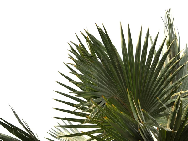 Beyaz Arkaplanda Izole Edilmiş Yeşil Palmiye Yaprağını Kes — Stok fotoğraf