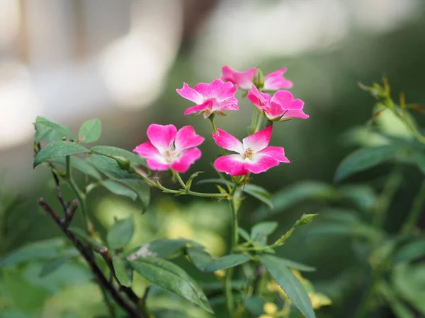 Różowy Kolor Róża Kwiat Kwitnący Ogrodzie Natura Tło — Zdjęcie stockowe