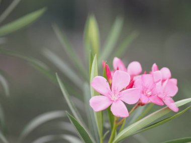 Tatlı Oleander, Rose Körfezi, Bahçedeki Pembe Zakkum Çiçeği Ağacı arka planda bulanık, Yapraklar tek oval şekilli, Sivri uçlu, pürüzsüz, koyu yeşil değil.