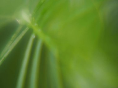 Arkaplan için yeşil yaprakların soyut bulanıklığı