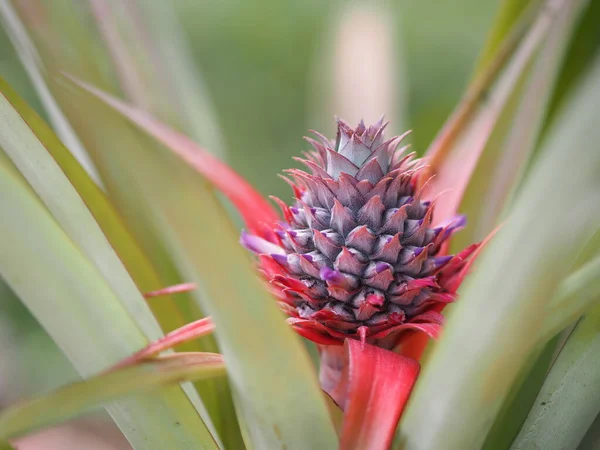 Árbol Piña Está Dando Sus Frutos Fondo Naturaleza —  Fotos de Stock