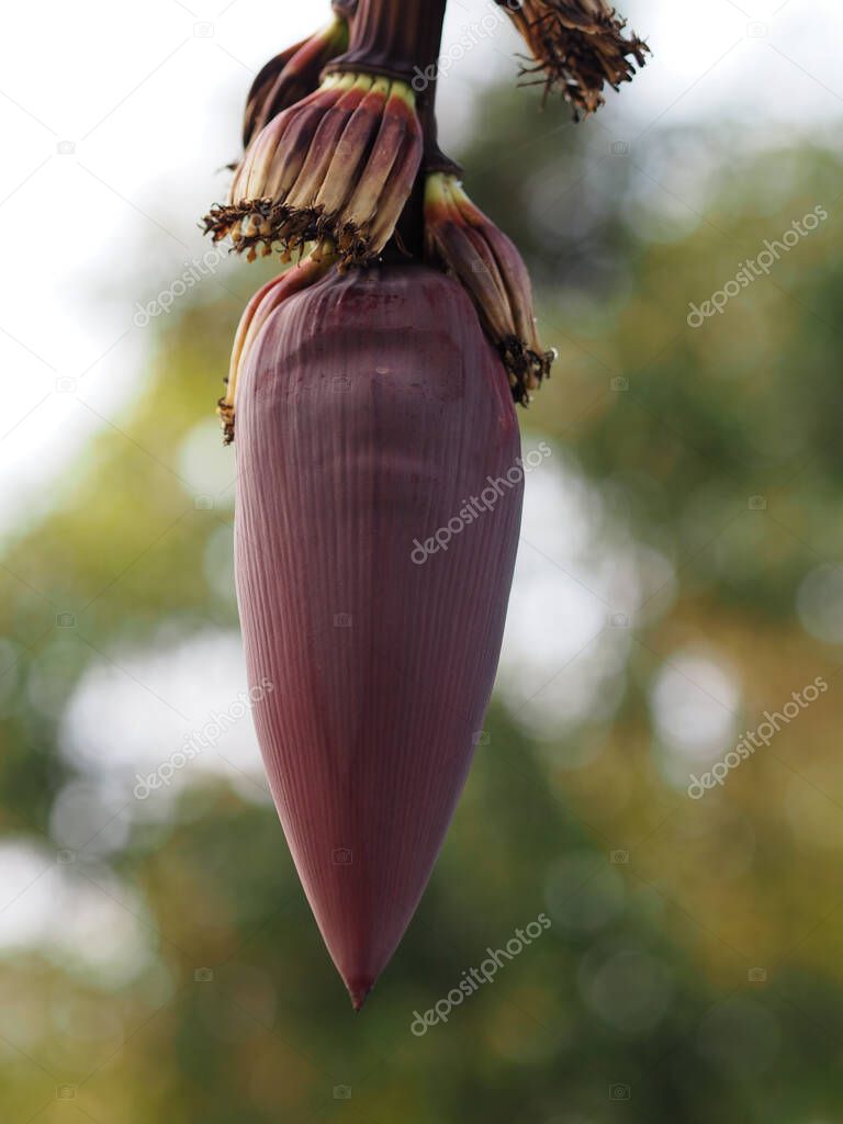 Red bananas have dark red shell Scientific name Musa acuminata , Banana blossom and results flower fruit on tree in garden on blurred of nature background