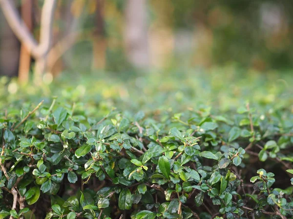 Buisson Vert Sur Fond Flou Nature — Photo