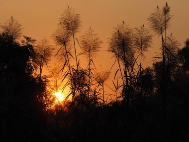 Güneş ışığındaki siyah çimenler